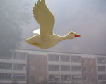 Migratory Bird